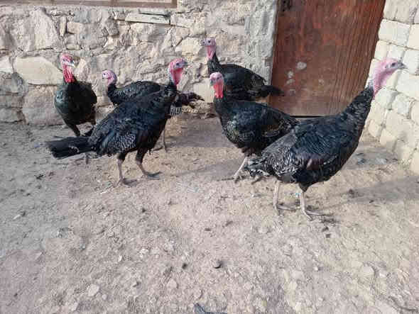 اسلام عليكم متاح للبيـــــــــــع  علو  العدد 6 خالي عن المرض  خشنات نصحات انضاف  اسمان بيهن وزن واحد7 ونص  الله شاهد مابيهم اي مرض  شراي يخابرني  العنوان الموصل الجانب ايمن 
***********
***********
