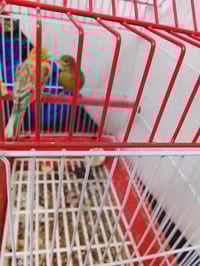 انثى • لون مشمش • بداية تغريد