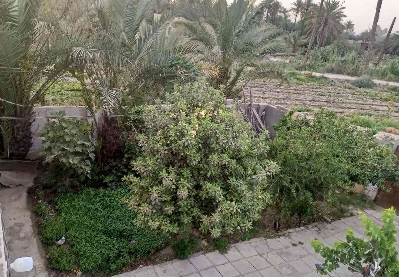 السلام عليكم 
قطعة أرض للبيع طابو اسود بستنة المساحة دونم(2500 متر مربع مع البيت بناء قديم يتگون من ثلاث اغرف صالة مطبخ صحيات وحديقة ) - متوفر جميع الخدمات المكان الرميثة منطقة الصويحية قريب جداً على مركز المدينة 
#للاستفسار واتساب***********
