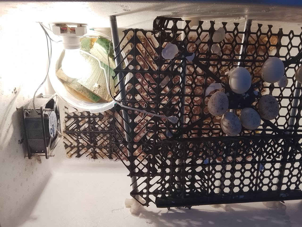 فقاسه للبيع شرط التفقيس سعر 35الف يوجد توصيل رقمي ***********
