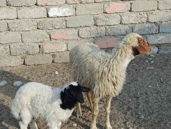 يوجد مطفل فول وراه طلي شرط نصاحه مال جنيه فول سعر 400الف المكان بيجي حي العصري رقم الهاتف ‏‪***********‬‏
