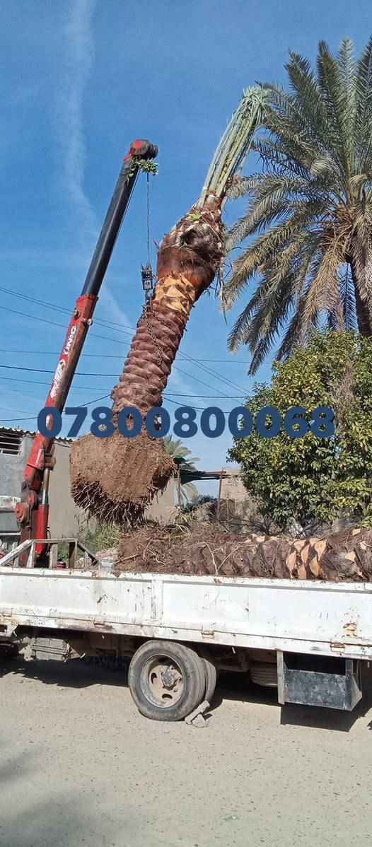 ياالله السلام عليكم ورحمه الله
تتوفر امايات قلع بطينته 
من متر واكبر حسب الطلب 
اصناف مختلفه عنوان واسط الصويره 
***********
***********
