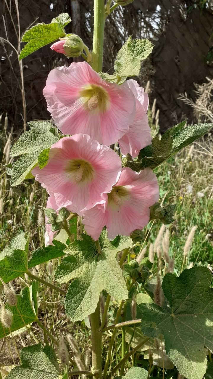 الختمة
نبات مزهر من  مناسب للحدائق المنزلية  و الحدائق العامة 
يصل ارتفاعه إلى أكثر من متر و نصف 
يزهر في الربيع و الصيف 
يتكاثر بالبذور 
يزرع في الربيع و الخريف 
تتوفر بذوره بسعر الفين دينار للمغلف
بابل إسكندرية يتوفر توصيل لكل المحافظات ان شاء الله


**إذا كنت صاحب هذا الإعلان وتريد حذفه لأي سبب، رجاءا أرسل رسالة إلى الدعم الفني**