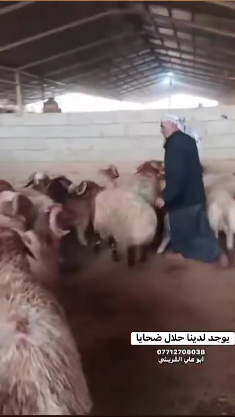 السلام عليكم يوجد لدينا حلال ضحايا حلال عراقي مال الكوت الأسعار من ٢٥٠ وانته صاعد حلال خير من الله ويوجد لدينا هوش ضحايه حلال كله عراقي ومال ضحايه وهلا بال يجي اشرفونه لحوم وقصابت ابو علي القريشي العنوان اول ما تدخل الزعفرانيه من جهت السده بدايت حنيبت بال لوفه رقم الهاتف *********** ابو علي القريشي *********** حيدر القريشي
