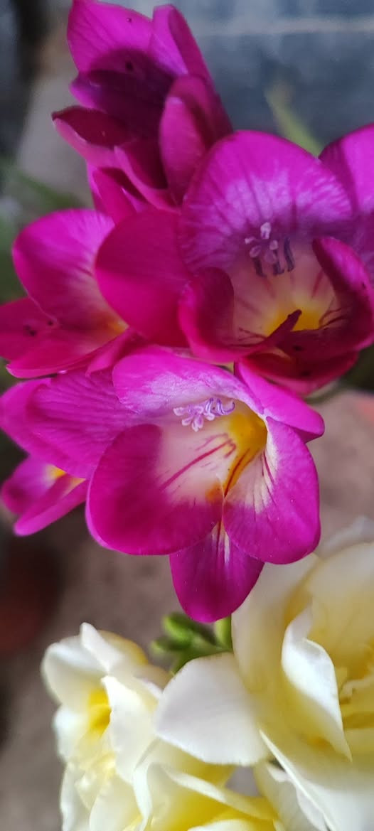 ابصال الفريزيا العطرية (القولونيا)
موسما قصير و تنتج عدة بصيلات نهاية الموسم و تزرع في منتصف التاسع 
سعر السندان ١٥٠٠ دينار 
يوجد عدة ألوان 
توصيل فقط لاغلب احياء الموصل 
للطلب يرجى مراسلة الصفحة


**إذا كنت صاحب هذا الإعلان وتريد حذفه لأي سبب، رجاءا أرسل رسالة إلى الدعم الفني**