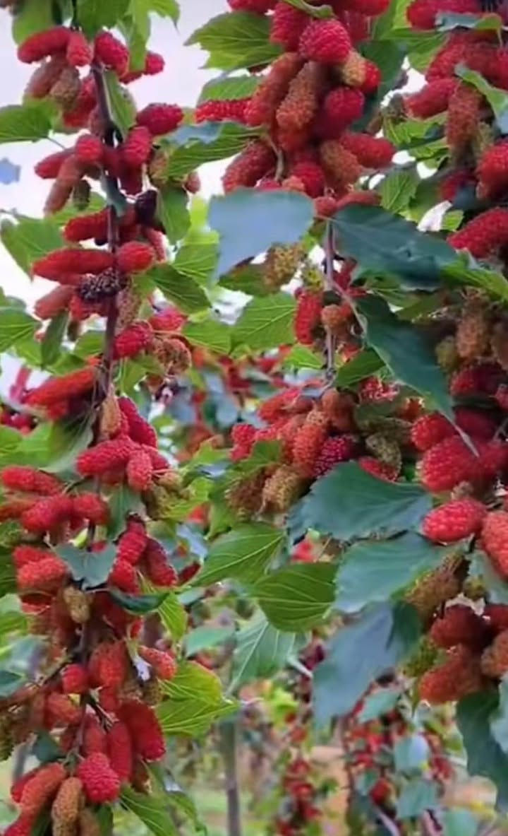 ‎🍀توی رەشی کەنەدی 🍀

‎نرخ ۲٥٠٠
‎یەک سال دوای ناشتنی بەردەگرییت 

‎بەریکی زۆر دەگریت 

‎تامیکی خۆشی هەیە

‎بەرزی نەمام مەتریک و نیوە 

‎گەیاندن هەیە بۆ هەمو کوردستان
‎بۆداواکردنی پەیوەندی بکەن 
***********
***********

‎ناونیشان 

 ‎رانیە گوندی کانیماران رانية, السليمانية
