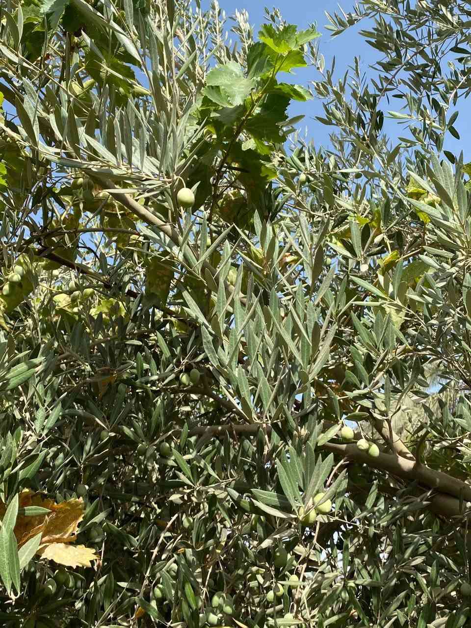 بستان ٣،دونم  طابو زراعي سند ٢٥ مغروسه انواع الفواكه ( تين ،عنب ،تفاح ،نخيل ) فيها بئر ماء صالح للشرب و منظومة سقي 
كافة الخدمات متوفره ماء وكهرباء 
تباع كلها او دونم واحد 
#منطقة_هوى_الشام_قبل_الدبله 
تبعد عن الطريق الداخلي للمنطقه 700متر
للاستفسار ***********
