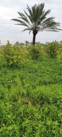 ٦ دونم • طابو زراعي • أبي غريب