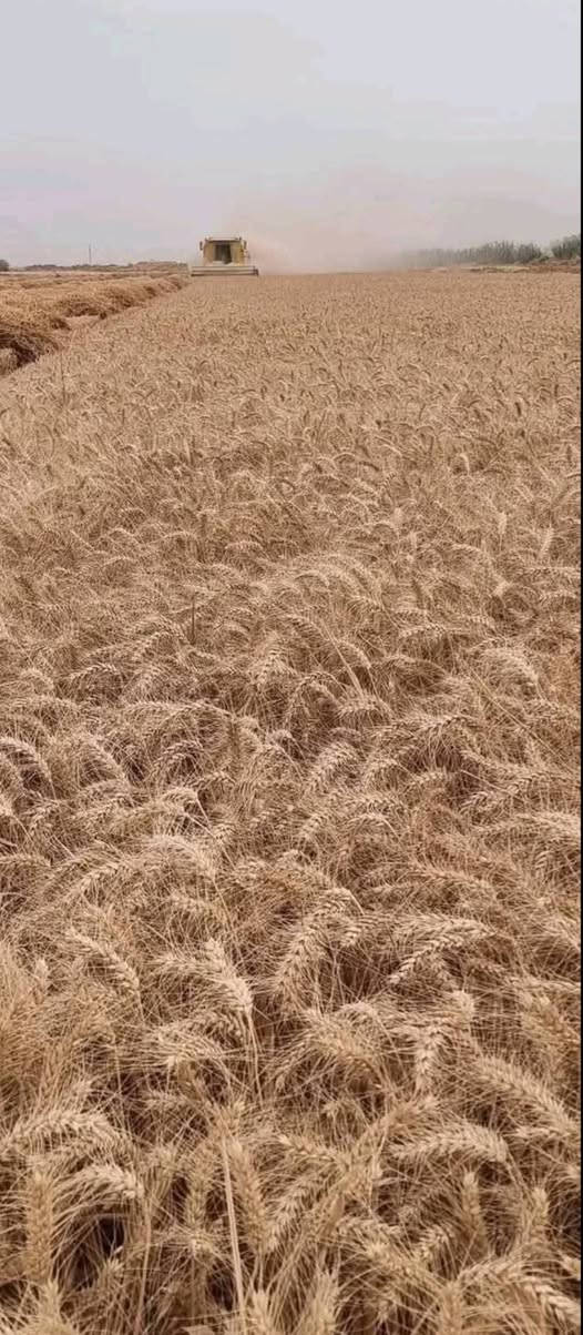 السلام عليكم موجود حنطه جيهان مقلفات مزروعه سنه وحده نضاف كلش لطن ب٧٠٠ ***********

