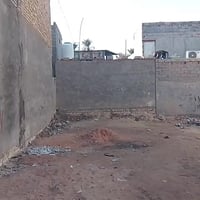 بوبيات خلف برتقاله • ١٠٠م • أوراق أصلية