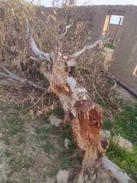 قلنطوزات • ٤ قطع • جلام سامرهء