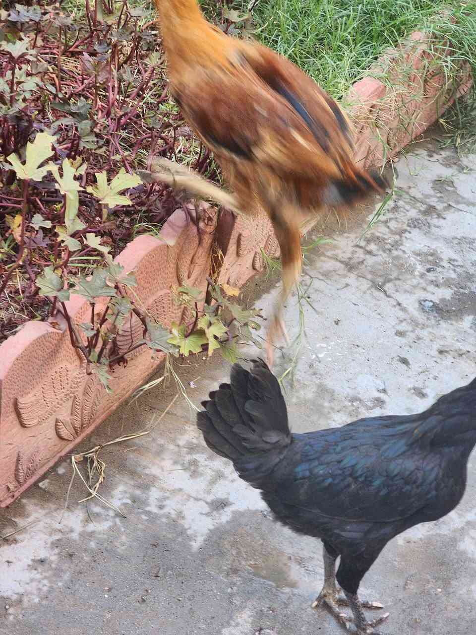 دجاج عرب ديجين ودجاجه بياظه للبيع بالزعفرانيه شارع المعهد الدجاجه بياظه ب٧٥


**إذا كنت صاحب هذا الإعلان وتريد حذفه لأي سبب، رجاءا أرسل رسالة إلى الدعم الفني**