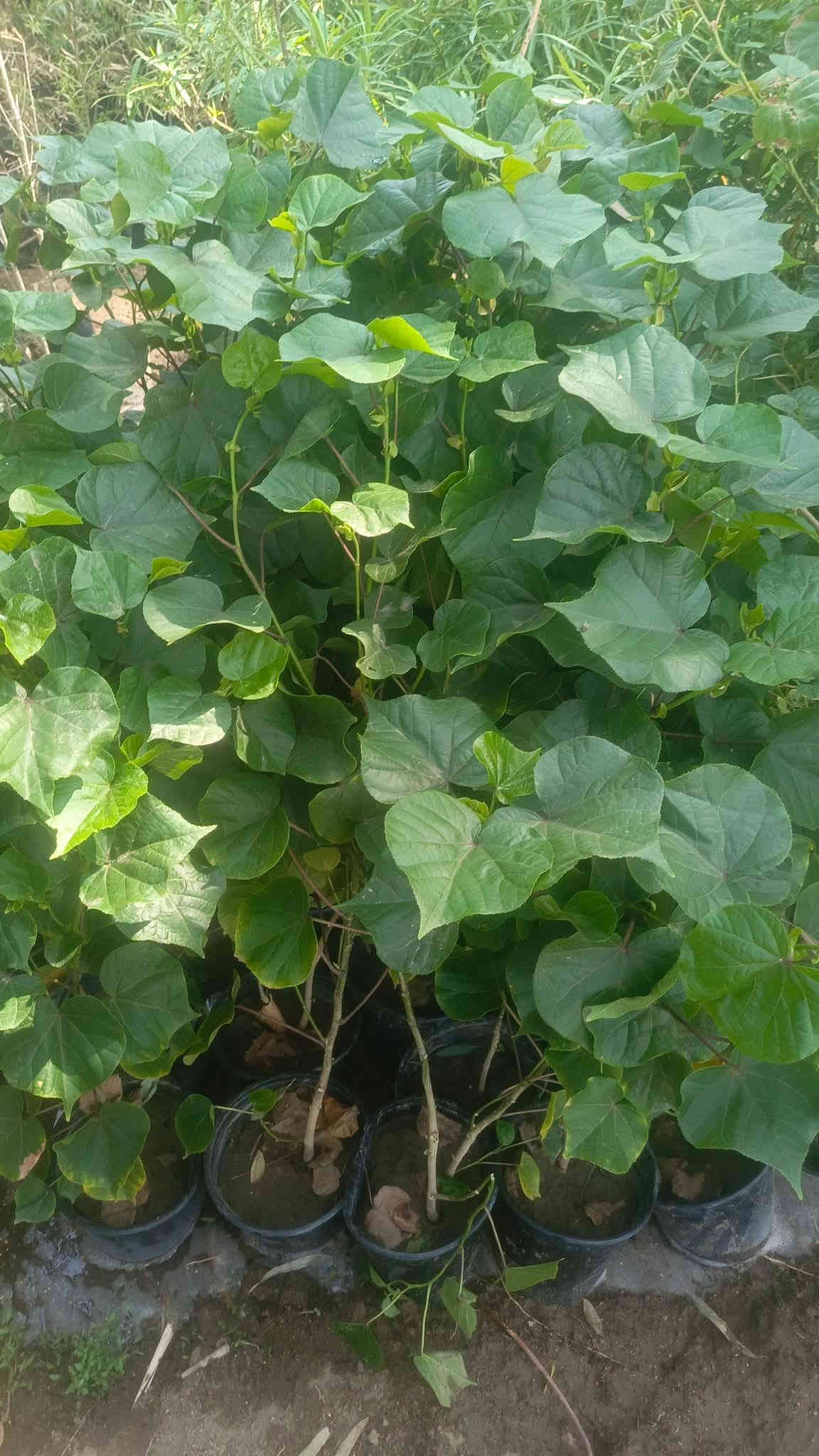 للحجز والاستفسار واتساب‏‪***********‬‏
يوجد توصيل داخل النجف والكوفه
