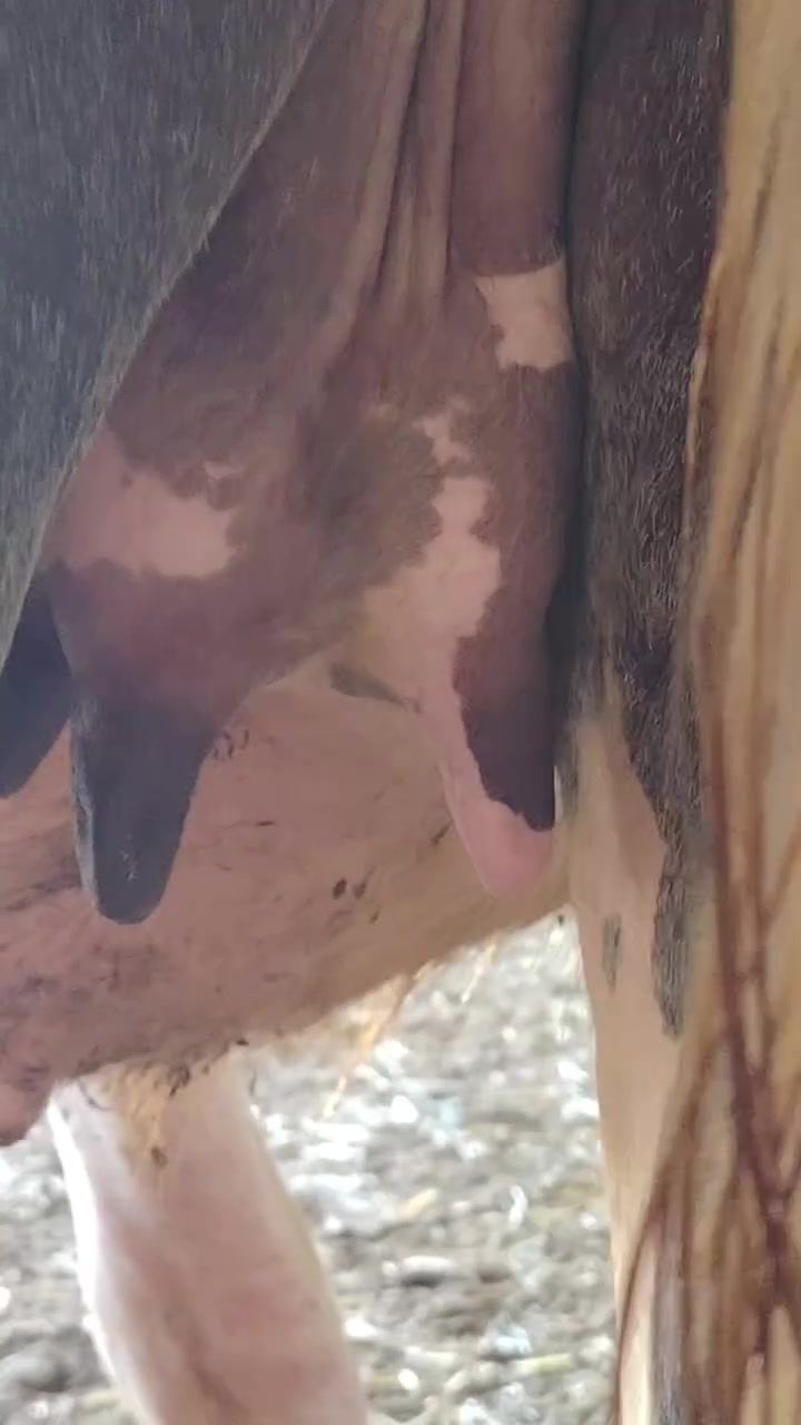 حشوه فراتيه ماخض عليها ٨ اشهر حشوه فول مواصفات درجة أولى مشروطه كافة شروط الجني المكان ميسان الرقم ***********
