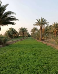 الكوت اليوسفيه • ٣ دونم • ٨٠ نخله