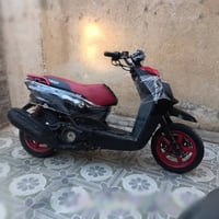 سكنس جبلي • ياباني • مكفوله