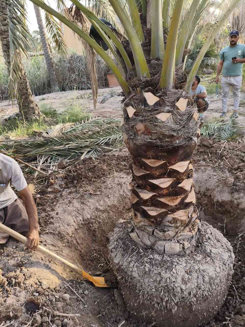 تحياتي للجميع اخوكم رضا الراشد لنخيل البرحي عنواني بصره ابو لخصيب ***********
