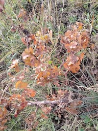 بيش عنب للبيع كمالي +اسود بلد  صار مزروع هاذه السنه 4 للستفسار على رقم...