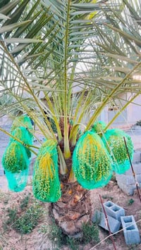 كياس نخيل • تنظيف السعف