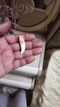 ناب ذيب • ديالى • ٣سنين