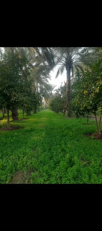 ١٠دونم • طابو ملك صرف • شاطيه