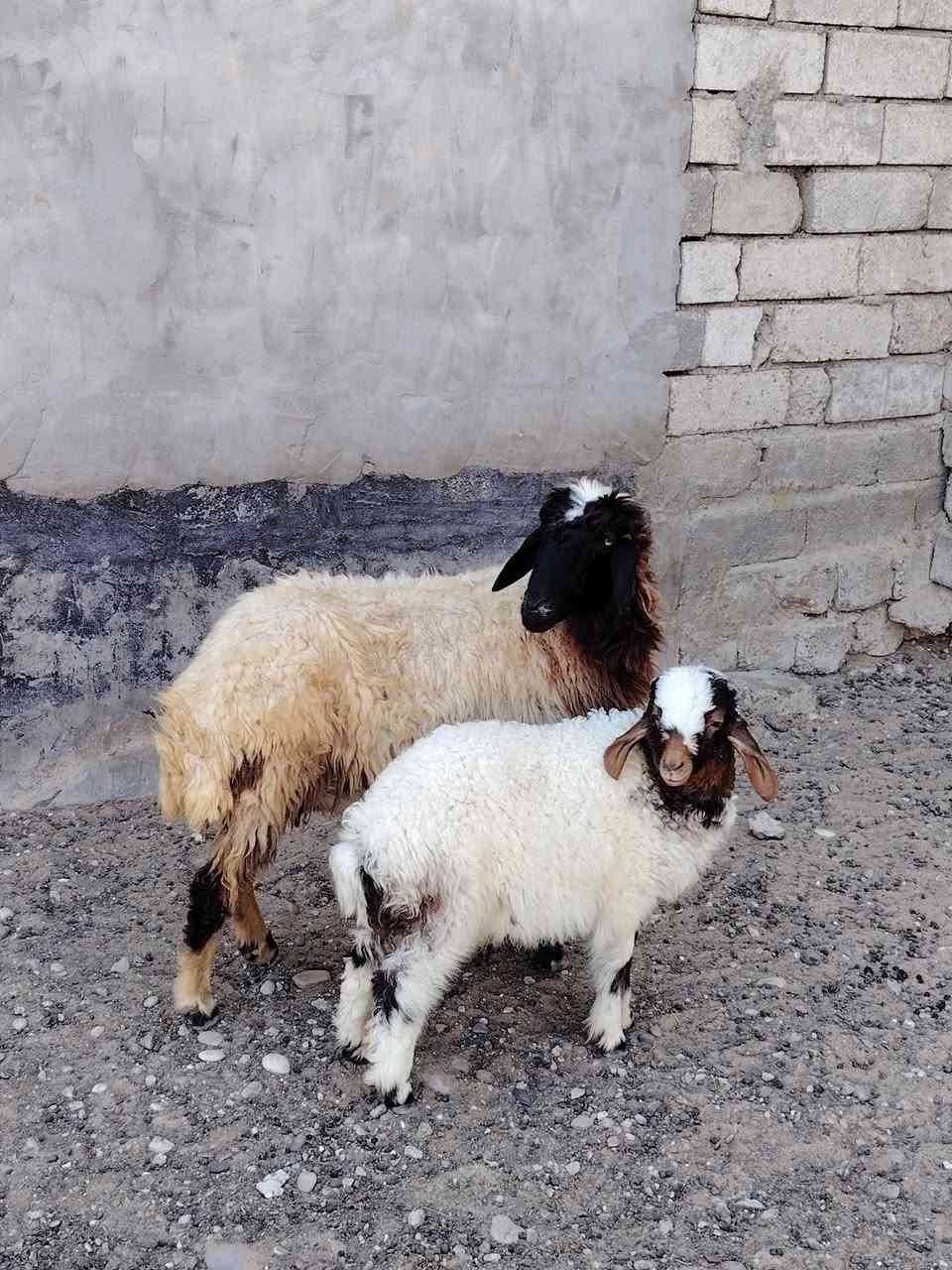 سلام عليكم
يوجد مطفل وراه طلي محنيه فوك ابنه مالت جنيه نعجه حلوه سنه درجه اوله شرط النصاحه المكان بيجي حي العصري الشراي يخابرني عله رقم ***********

