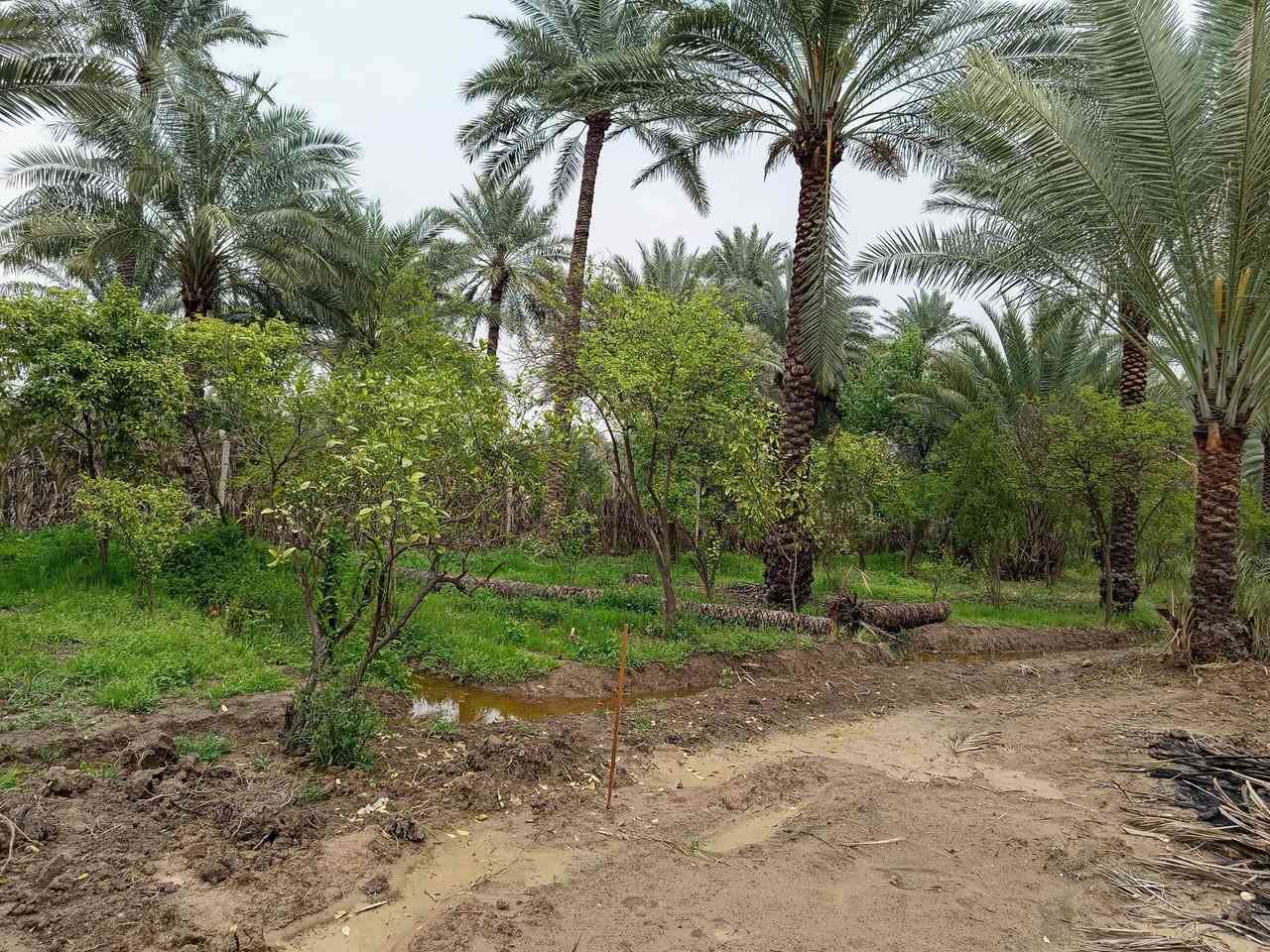 قطع للبيع طابو زراعي سند 25 حسب الطلب تصلح سكن ومزارع خدمات قيد الانجاز ماء وكهرباء  وتبليط وخط مولد وإنارة ويوجد ماء نهر السعر 100م  13 مليون بعقوبة جبينات مدخل مشروع الماء بعد الجامع للاستفسار خاص او ***********ه
