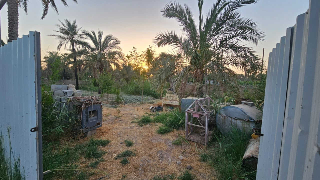 قطعه ارض مزروعه طابو زراعي مساحة 600 متر واجه 27 بساتين بهرز قرب ابو علون على الشارع العام خدمات شارع صب وكامله للستفسار ***********
