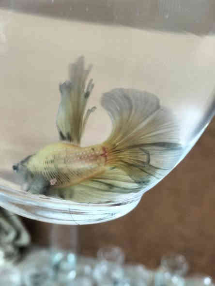 اسماك الفايتر سمكه مع دورق صغير مع احجار ضوئيه مع علف السمكه كيس ب5 الف مكاني الحرية توصيل داخل الحرية مجانآ والمناطق المجاورة توصيل 3الف وات ساب ***********
