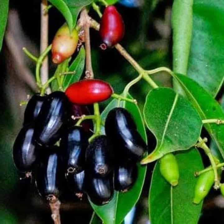 السلام عليكم متابعينا 🤍.
 
بمناسبه الموسم الربيعي توفرت شتلات فاكهة الجامون او شجرة الزام زام او القرنفل الشجيري🫐 
 ارتفاع متر تقريباً 
السعر ١٨  الف دينار 🫒🫒🫒
✅العنوان / بابل المحاويل 
✅ يتوفر لدينا خدمه توصيل لجميع محافظات العراق 🚗 
✅للحجز والاستفسار يرجى مراسله الصفحه او مراسله الواتساب على الرقم ‏‪0787 413 2546‬‏🌼🌼

هي أشجار ضخمة يصل طولها إلى ١٥مترا، وعرض الجذع حوالي ٣ أمتار، وقد يصل عمر الشجرة قرابة المائة عام، وهي أشجار جميلة دائمة الخضرة، وشائعة التواجد في شبه القارة الهندية، 

ومن الأسماء المتداولة لتلك الأشجار التوت الهندي الأسود.
وتلك الأشجار تنمو طبيعيا في التربة الطينية، في المناطق الاستوائية وشبه الاستوائية، وتمتد مناطق النمو لتلك الأشجار بدأ من (مينمار) أو – بورما - سابقا، وحتى أفغانستان
والأشجار تنمو على شكل مظلات تبرد من حرارة القيظ في فصل الصيف،
وهي تنمو في المناطق الحارة المفتوحة و لا تتأثر بالزراعة تحت الشمس مباشرة، و يمكن لها أن تنمو في الظل، كما تعد الشجرة من الأشجار التي تتحمل الرياح الساخنة و لكنها لا تتحمل الملوحة المتوسطة أو المرتفعة، 
ولها أوراق بيضاوية الشكل طولها يصل من 10 إلى 15 سنتيمتر، وعرضها يصل إلى 6 سنتيمترات، والثمار صغيرة ذات رائحة عطرية، ويصل حجم تلك الثمار إلى نصف سنتيمتر، وتبدأ الثمار في الظهور بين شهري مارس وأبريل من كل عام. 

والثمار كاملة النضج تبدأ في الظهور بين شهري مايو ويونيو، وتوت تلك الثمار بيضاوي الشكل، شكله أخضر عند بداية الثمار، ثم يتحول إلى اللون القرمزي عندما تنضج، ثم يتحول إلى اللون الأسود عند تمام النضج، والثمار ذات مذاق حلو ولذعة حامضية.
انتشرت زراعته في العالم ، بسبب المهاجرين الهنديين وأصبح فاكهة شعبية حول العالم ، ونظرا للتشابه بينه وبين التوت الأسود ، فيختلط الأمر على البعض . 

يتغير لون الفاكهة من اللون الأخضر وهي صغيرة إلى اللون الأسود البنفسجي عندما تنضج ، وهذه الفاكهة عالية القيمة الغذائية مليئة بكمية جيدة من البروتين ، الألياف وتحتوي أيضا على الفيتنول ، الزيوت الأساسية ، زيوت جامبوزين ، حمض عضوي ، حمض الأولانوليك ، التانين .
كما يحتوي على المعادن مثل الكالسيوم ، الماغنسيوم ، الحديد ، البوتاسيوم ، الصوديوم والفسفور ، وهو غني بفيتامين ج وكميات جيدة من الريبوفلان ، النياسين ، الثيامين وفيتامين ب6 . 

فوائد البرقوق الأسود او الجامون :
1- منقي طبيعي للدم 
2- يساعد في تحسين الهضم 
3- جيد لصحة الفم والأسنان 
4- جيد لصحة القلب 
5- فوائده للسكري 
6- غني بمضادات الأكسدة 
7- يزيد من قوة التحمل 
8- محاربة أمراض الجهاز التنفسي 
والأجزاء المستخدمة من الأشجار، هي الثمار والأوراق، والبذور الجافة، واللحاء
