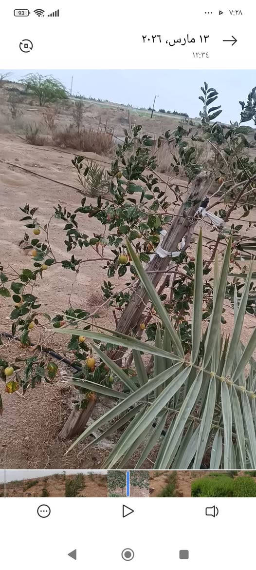 3دوانم مكان الزبير منطقة الدواجن السعر 45 وبيهن مجال تحتوي على ماء ارتواز كهرباء تبعد عن الشارع التبليط 30 متر 
مبروعه فسائل نخل متنوع وبيهن تقريب 7 برحيات قسم منهم محمل وباقي النخل منوع سدر مركب ***********
