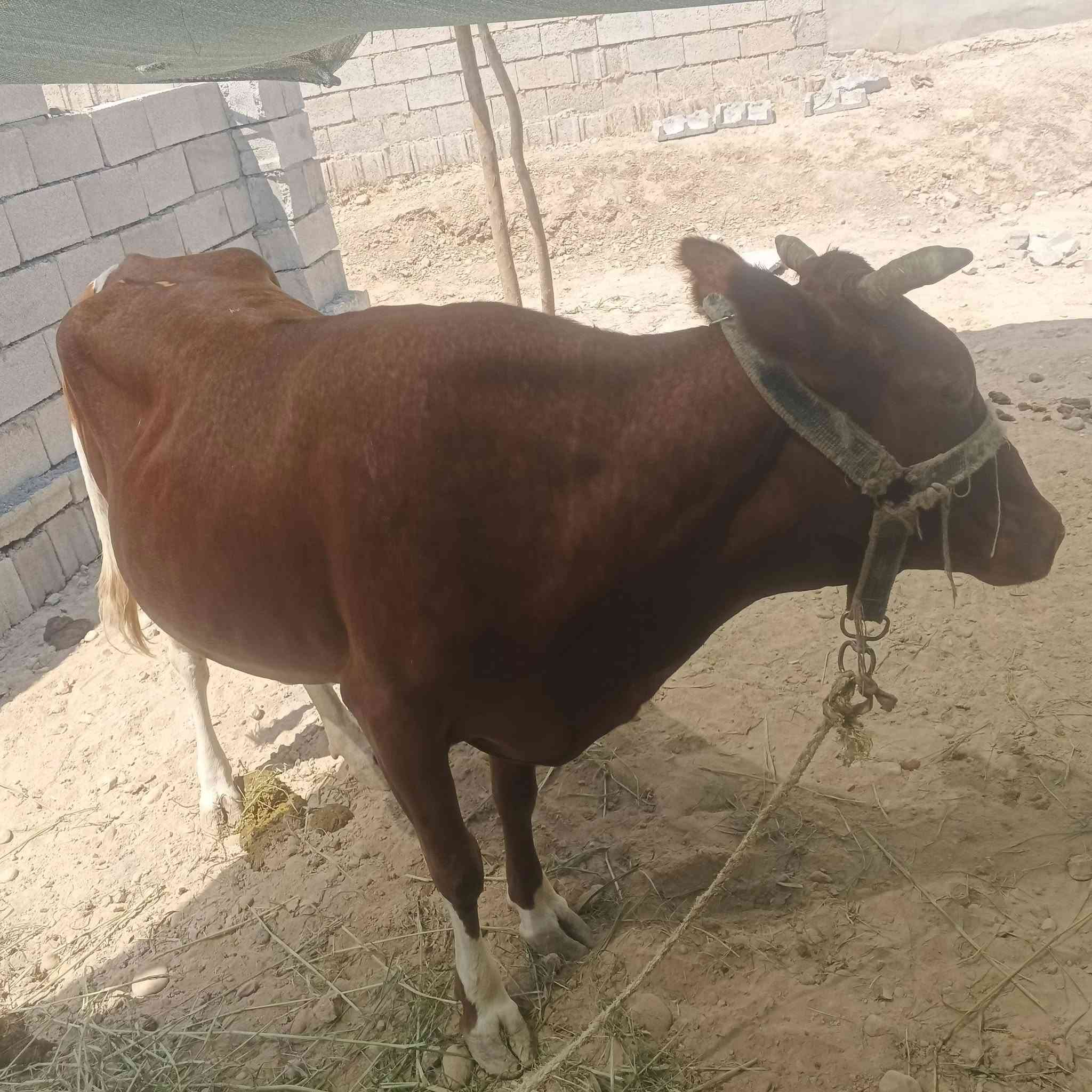 السلام عليكم مكلف بل نشر للبيع
للاستفسار عل رقم ‏‪***********‬‏
