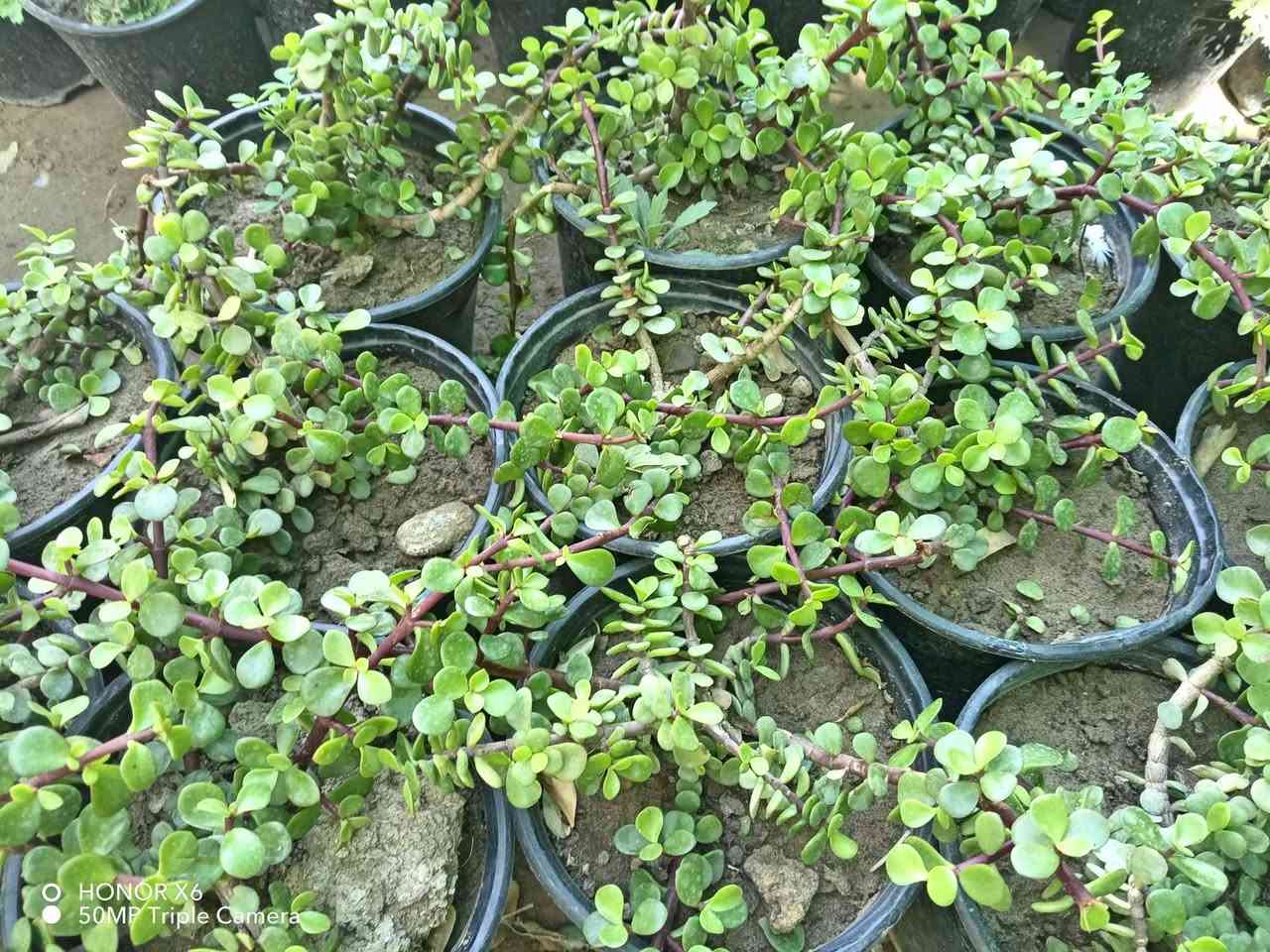 وصلتنا وجبة جديدة من انواع شتلات وزهور عنوان شارع علوة مخضر قريب دائرة نفوس الاتصال ٧ ٠٧٧٠١٠٠٧١٧ ***********
