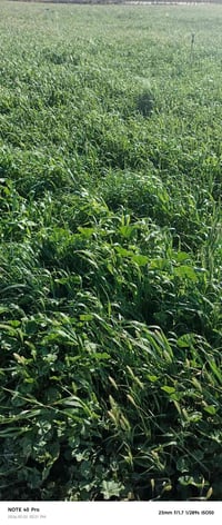 وين الغنامه زرع للبيع 22دونم 07715705371بيه وتساب