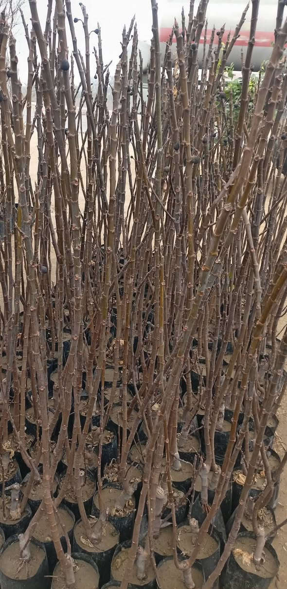 السلام  عليكم ورحمة الله وبركاته
مع بداية موسم الزراعة 🌱
يتوفر لدينا عرض خاص: 5 شتلات أشجار مثمرة (رمان، تكي، تين، زيتون، نارنج)
مناسبة للحدائق، طول الشتلة متر 
بسعر مميز: 20 ألف دينار فقط
🚚 توصيل مجاني لجميع المحافظات
📞 للتواصل عبر واتساب: ***********
***********
