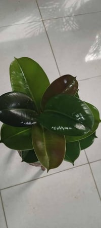 مشتل علي مناف/07715531738🌿🌷🍀☘️🍁🌼🌺🌹🎄🪴🪻💐🍃🎋🌱💮🌸🍂🍁🌴🌳🌲