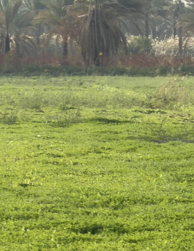 السلام عليكم (الاًرض البيع 4دونم في بغداد الراشدية تبعد عن شارع عام 2كيلو جميع خدمات ماي كهرباء تبليط سند25افتحلك بيان ثاني يوم السعر الدونم35بيةً مجال  (اليحب ياتصل ع الرقم 
‭0787 610 6453‬
