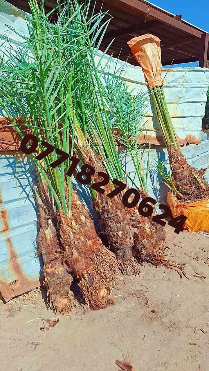 🌴🌟 تتوفر لدينا كافة أنواع الفسائل بأصناف مميزة ومضمونة 🌟🌴

الأنواع المتوفرة:
💎برحي 🪴 خستاوي 🪴 بريم 🪴 عمران 🪴 تبرزل 🪴 مكتوم 🪴 جمالي 🪴 اشرصي 🪴 بربن 🪴 حمراوي 🪴 شكر 🪴 شوثي أصفر 💎

💥 جميع أنواع الفسائل مقدمة بأمانة الله ورسوله، خاصة من مزارعنا.
💥 متوفرة بأحجام متعددة حسب الطلب، وتشمل الفسائل للأمهات والذكور.

🚚 توصيل لجميع محافظات العراق للطلبات 10 نخلات فما فوق.

📞 لمعرفة الأسعار أو الاستفسار، يرجى مراسلتنا من الزر اسفل المنشور او على الارقام:

📲 واتساب
📲 ***********

💼 جاهزون لتجهيز دوائر الدولة، المشاتل، والمزارع الخاصة والعامة.
✨ فضلاً، ندعوكم لدعم صفحتنا عبر المتابعة والمشاركة، وتحية حب وتقدير لكم 🌻🌻
