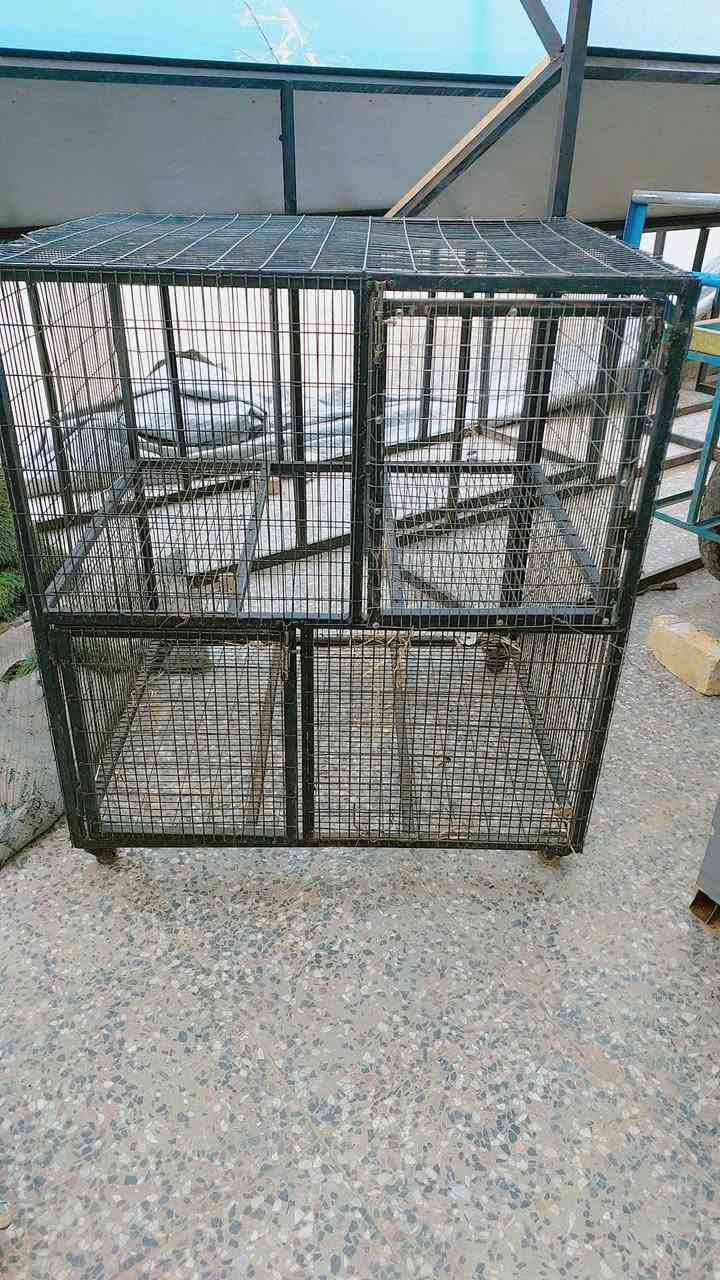 متاح نواع القفاص الحديد المكان العمارة ابرمانة ***********
موجود وتساب الي ما عدة رصيد 
مكلف بل نشر شراي يخابر رجان
