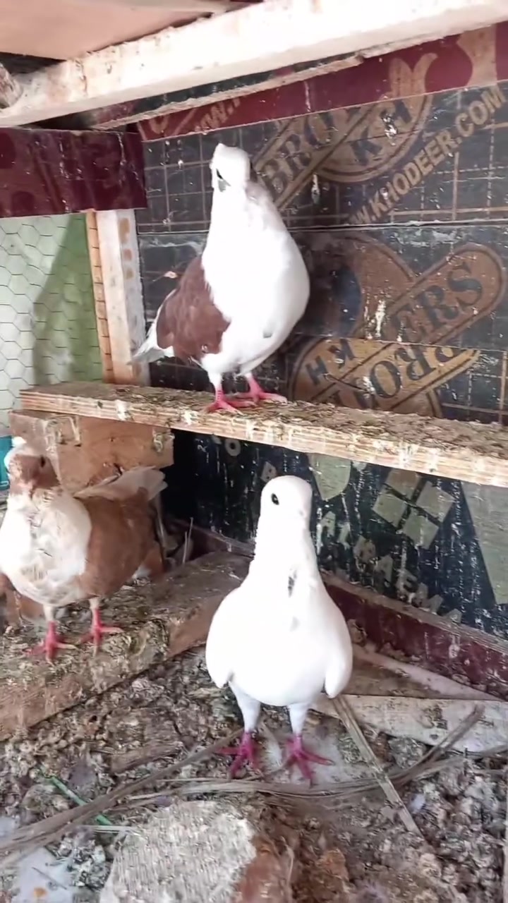 للبيع ارافل سعر الزوج 15
***********
