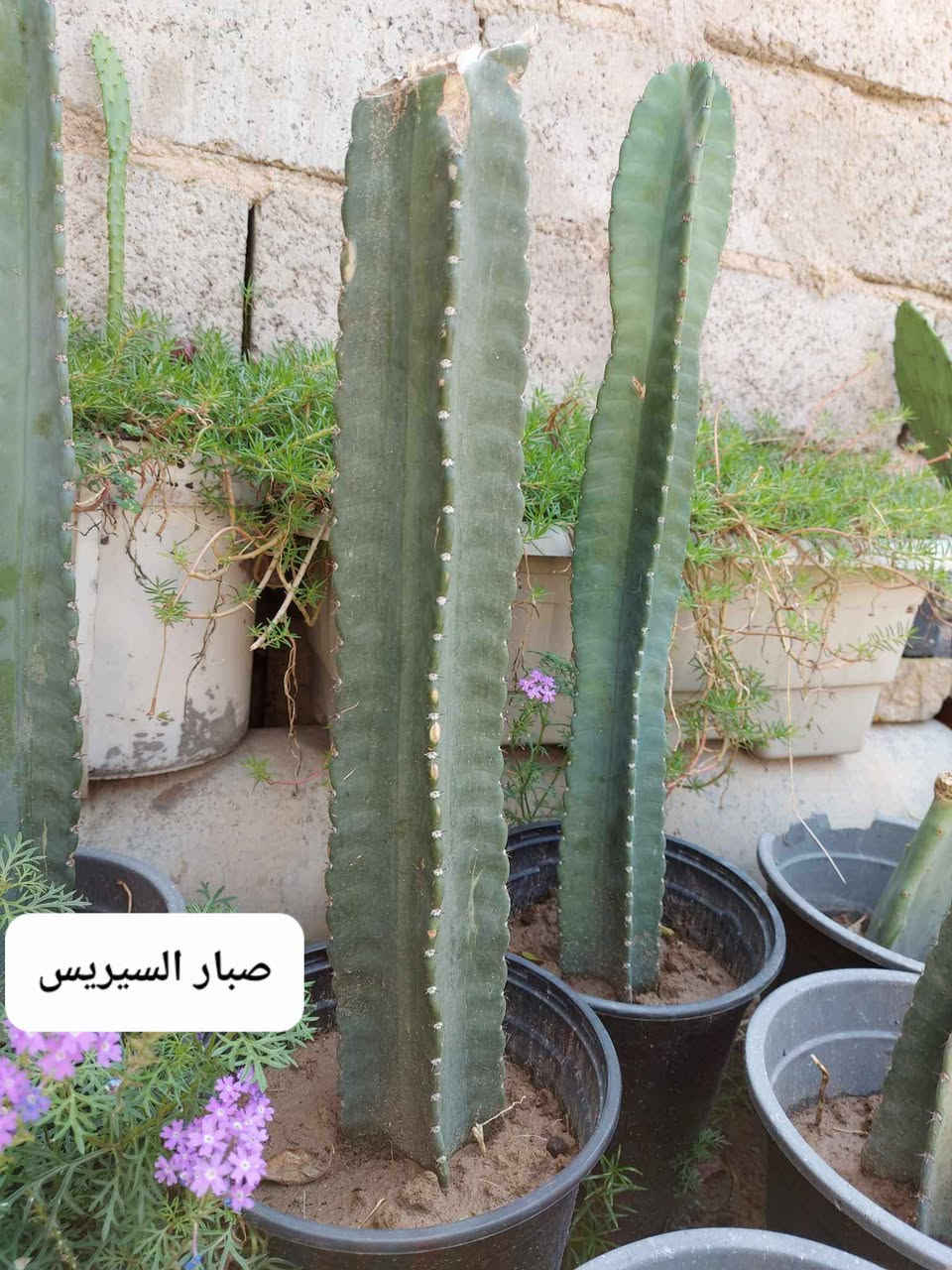 للحجز والاستفسار على رقم 

الواتس اب *********** بغداد, العراق
