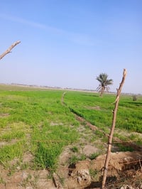 ارض زراعيه • المهناويه القديمة • طابو