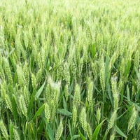 أرض زراعية • ٢٠٠ دونم • واسط