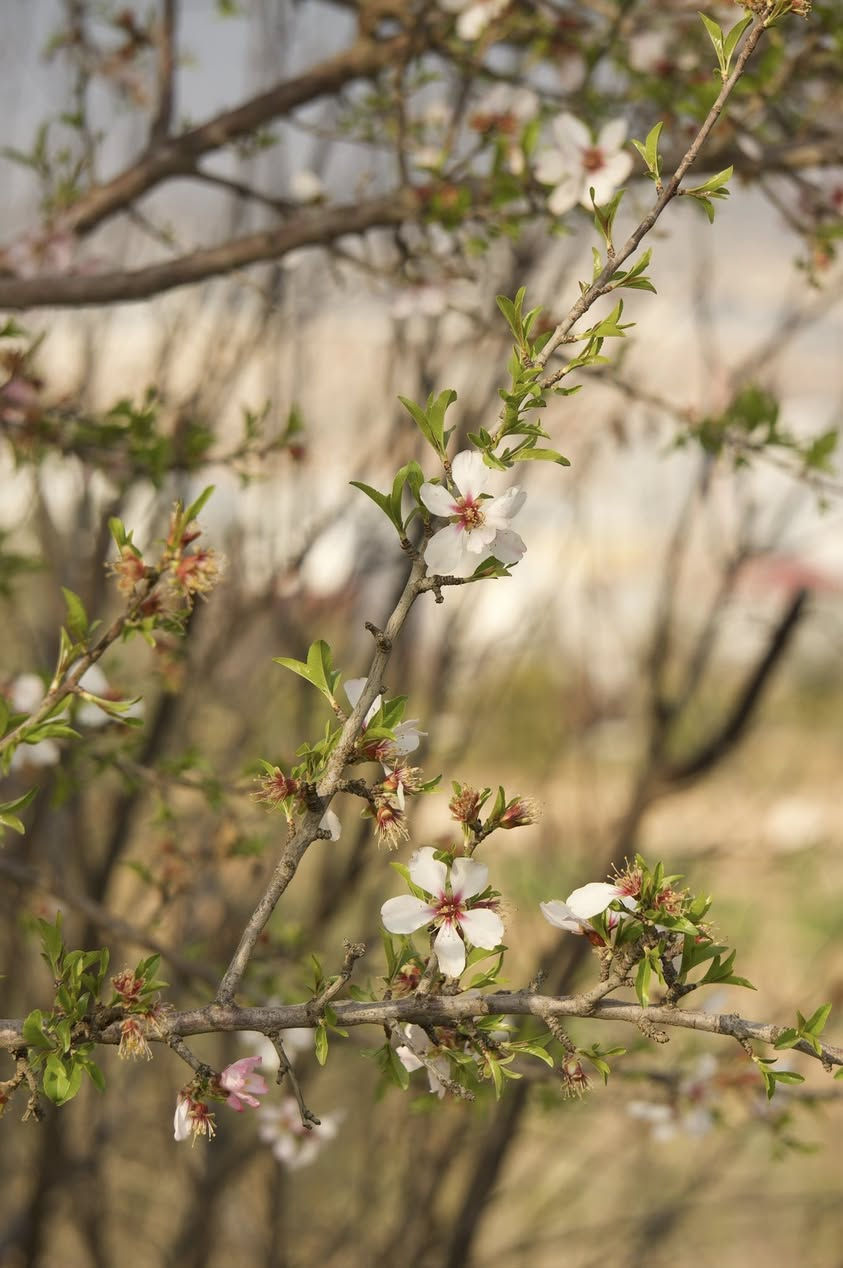عدسة سوني 55-210ملم اوتوفوكس شوي  تمام بس شوي يشكل يعني منول  للبيع سعر 100 الاف و مجال و هذا صورة اخذ عدسة اوتوفوكس


**إذا كنت صاحب هذا الإعلان وتريد حذفه لأي سبب، رجاءا أرسل رسالة إلى الدعم الفني**