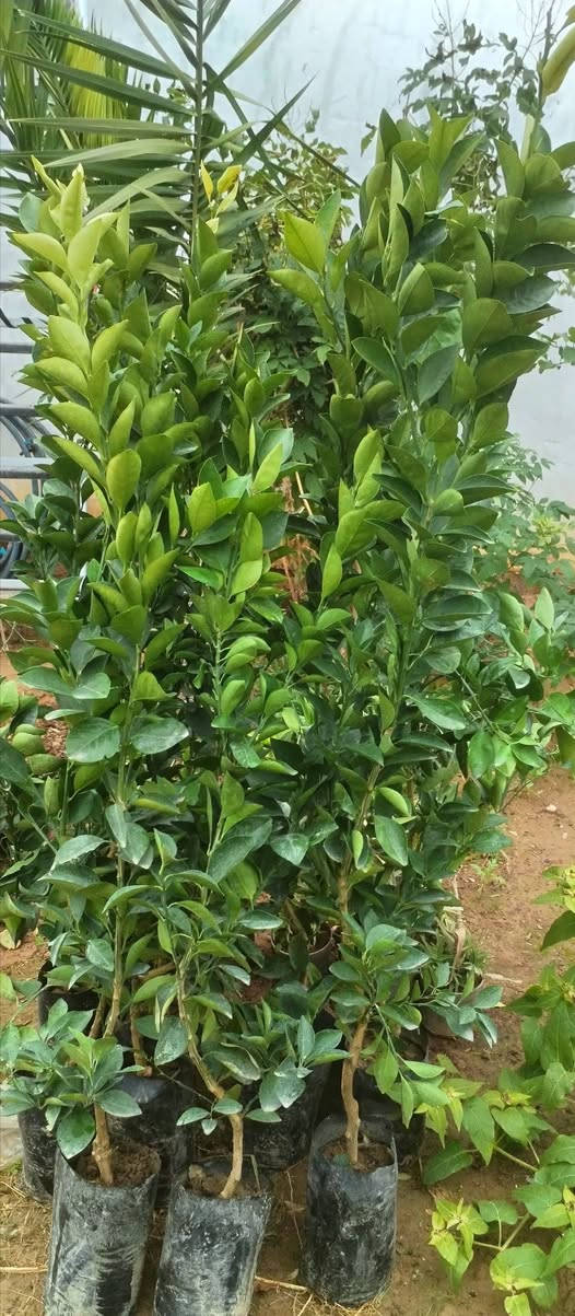 ورجعنالكم بموسم جديد موسم الفواكه🍎🍊🍇🥝
اللي يحب يزين حديقتة بأنواع الفواكه🍎🍏والأشجار المثمرة🥑🍒🍋‍🟩🍋
وفرنالكم وجبة حلوة من النفضيات والحمضيات🍋🍊🍏🍒 وباحجام متنوعة وبأسعار مناسبة مقارنة باحجامها  الكبيرة
اللي يحب يحجز يراسلنا خاص او واتساب على الرقم
 🍏🍏***********🍎🍎
واللي يحب يزورنا عنواننا خانقين بختياري الثانيا نهاية شارع العصائب واسواق صالح حمود وعدنا توصيل داخل خانقين🥭🍍🍓
راسلونا وتدللون
