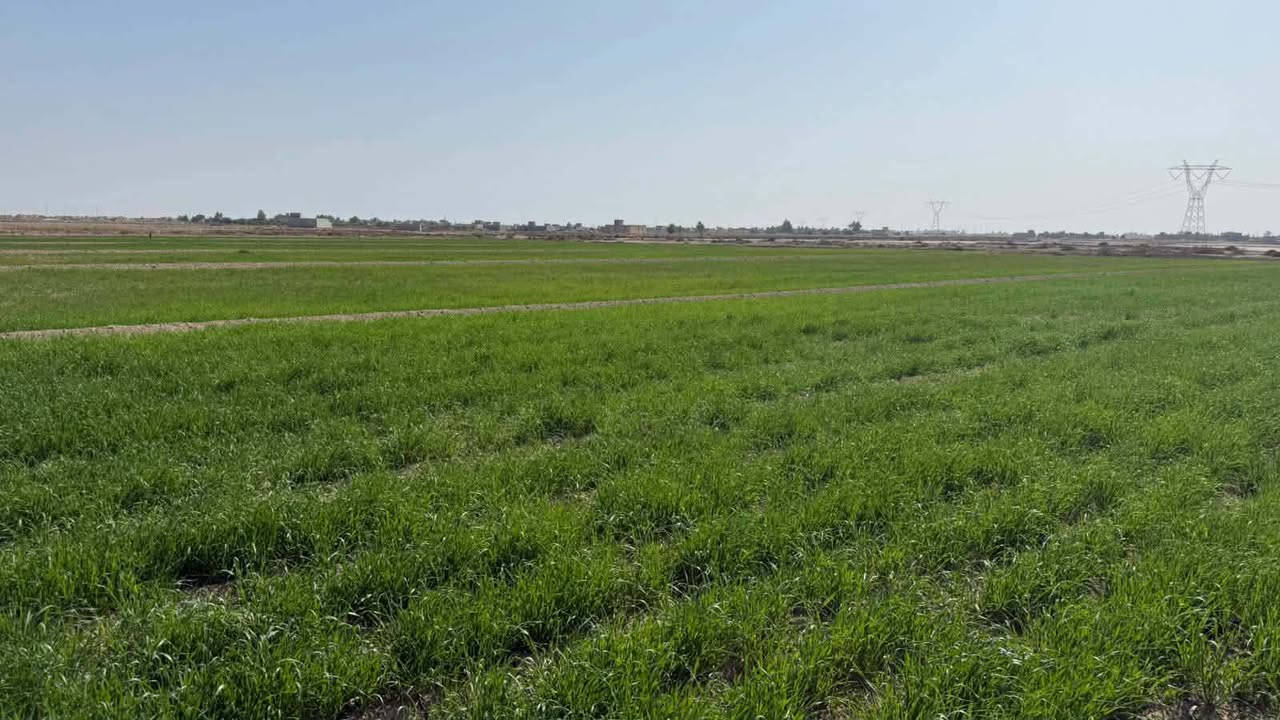 زرع شعير 10دوانم للبيع
الناصريه الرفاعي على السابله شارع ابو الماش 
تبعد عن مدينة الرفاعي 3كيلو 
ماي متوفر بيه 
تصل على لرقم ***********
اواسيا ***********
