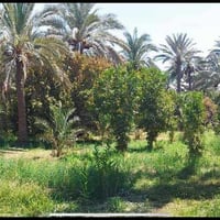 عندي خمس دوانم للبيع بغداد بلبعيثة قرب شيخ زوين  شارع عرضه 8 أمتار   أ...