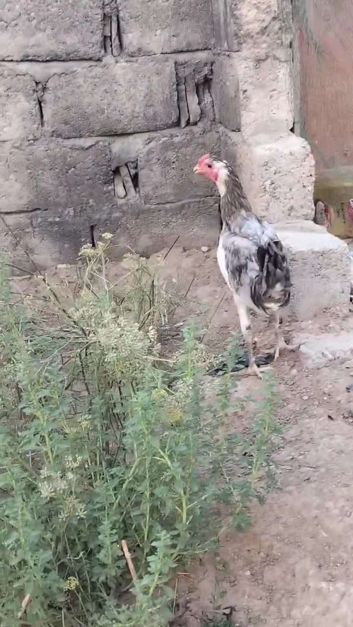 متاح
ديج ودجاجه بوطاني رصاصي
صحتهم خير من الله 
ملقحين كامل ثلاثي ورباعي زيتي 
خشانه فول نضافه فول
صحه جيده 
عمرهم فوك ال 5 اشهر
دجاجه على مبياض
ديج فول
سعرهم اثنينهم 50 الف
عنواني موصل ايسر كوكجلي 
خاص مفتوح


**إذا كنت صاحب هذا الإعلان وتريد حذفه لأي سبب، رجاءا أرسل رسالة إلى الدعم الفني**