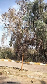 تقطيع أشجار • عالقة بالكهرباء • محروقة