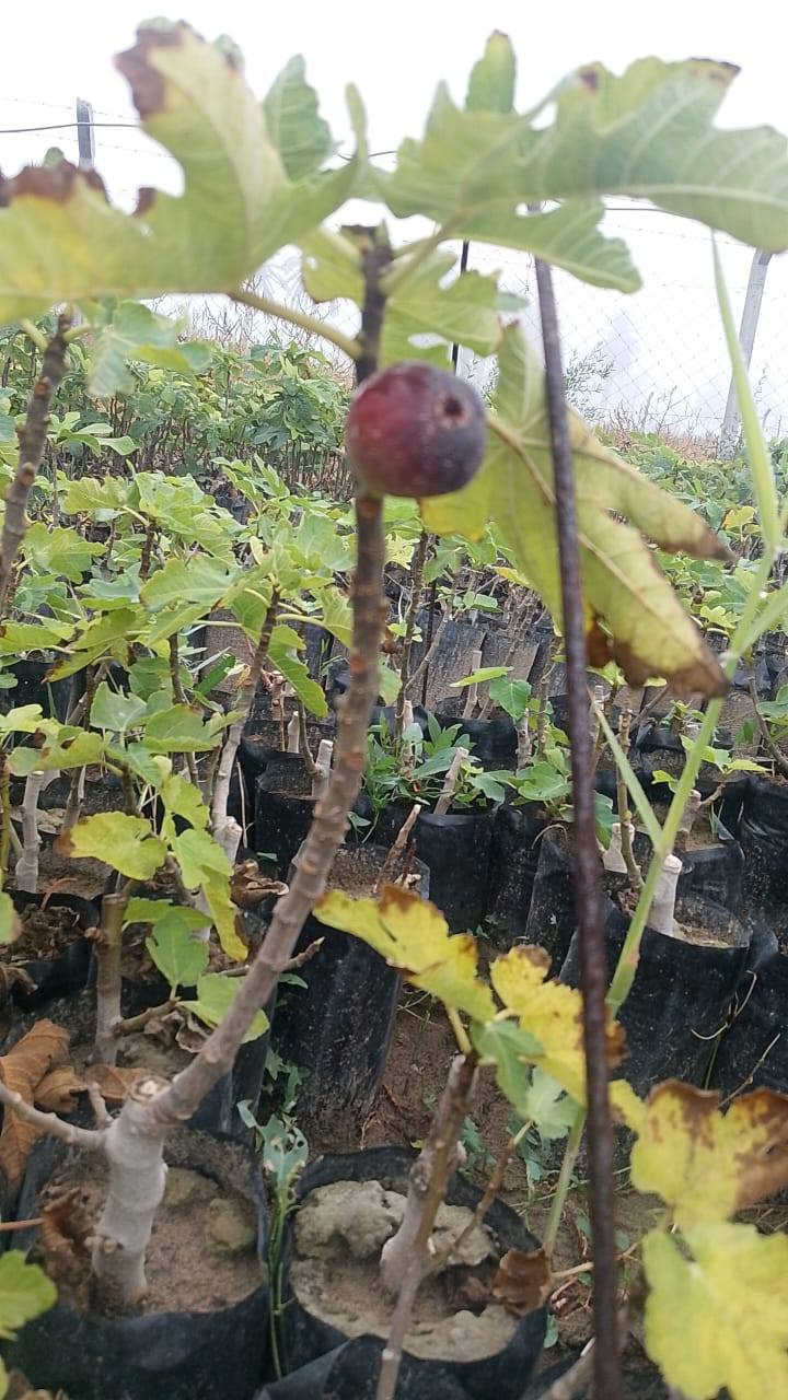 🌿📢 إعلان مميز من مشتل الشاهين الزراعي 📢🌿

متوفر الآن لدينا شتلات التين بأصناف مميزة ومجربة في أجواء العراق 👇

🍃 تين براون التركي
✔️ ثمار كبيرة وطعم حلو مميز
✔️ إنتاج غزير وتحمل ممتاز للحرارة
✔️ مناسب للزراعة المنزلية والمشاريع التجارية

🍃 تين عبيد السعودي
✔️ من أفضل الأصناف تحمّلًا للحر والجفاف
✔️ ثمار ذات جودة عالية وطعم لذيذ
✔️ إنتاج ثابت وقوي

💰 الأسعار تبدأ من:
5,000 دينار عراقي ولغاية 10,000 دينار حسب حجم الشتلة والعمر

🔥 خصم خاص ومميز لأصحاب المشاتل والمشاريع الزراعية 🔥

📍 متوفر في فرعينا:
الدورة — مقابل علوة الرشيد قرب شركة دجلة للمشروبات الغازية
أبو غريب — خلف بانزين خانة جوهرة العدنان

📞 للحجز والاستفسار:
***********
***********

🌱 شتلاتنا مختارة بعناية ومجربة ميدانياً لضمان أفضل إنتاج 🌱
🌿 أسرع واحجز قبل نفاد الكمية 🌿
